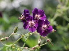 Герань темная "Raven" (Контейнер 2,0л)