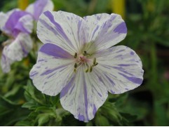 Герань садовая "Splish Splash" (Контейнер 2,0л)