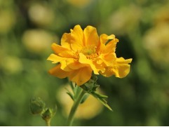 Гравилат чилийский "Lady Stratheden" (Контейнер 2,0л)