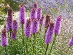 Лиатрис колосковый "Kobold van zaad" (Контейнер 2,0л)