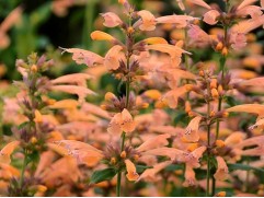 Лофант (Агастахе) " Mango Tango" (Контейнер 1,5л.)