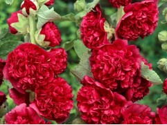 Мальва розовая (штокроза) "Chaters Red" (Контейнер 2,0л)