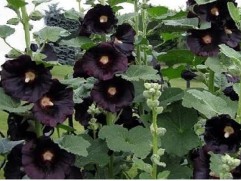 Мальва розовая (штокроза) "Nigra" (Контейнер 2,0л)