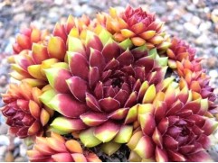 Молодило гибридное "Dr. Fritz Köhlein" (Контейнер 1,5 л.)