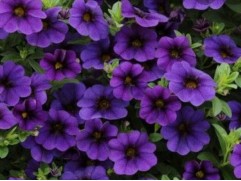 Калибрахоа "Nio Next Blue" (Декоративное кашпо 5,0л)