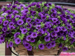 Калибрахоа "TumTum Blue" (Декоративное кашпо 5,0л)