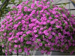 Калибрахоа "Tum tum Pink Mania" (Декоративное кашпо 5,0л)