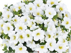 Калибрахоа "Nio Next White" (Декоративное кашпо 5,0л)