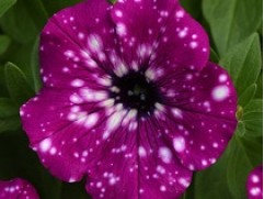 Петуния ампельная "Sky Electric Purple" (Декоративное кашпо 5,0л)