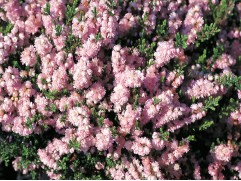 Вереск "Radnor" (Контейнер 1,0 л)