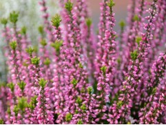 Вереск  "Пересвет" (Контейнер 1,0 л)