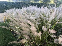 Вейник коротковолоскойвый "Calamagrostis brachytricha" (Контейнер 1,5 л.)