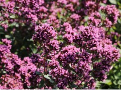 Душица гладкая "Herrenhausen" (Контейнер 1,5 л.)