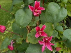 Клематис "Koningin Maxima", техасский, 3-группа (Контейнер 2,0л)