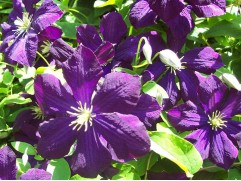 Клематис "Polish Spirit", Viticella, 3-группа (Контейнер 1.5л)