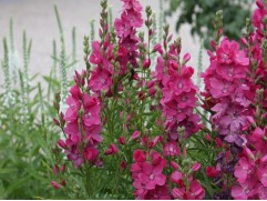 Сидальция многолетняя "Rose Bouquet" (Контейнер 2,0л)