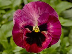 Виола Виттрока "Select Rose Fire" (Контейнер 0,3л)