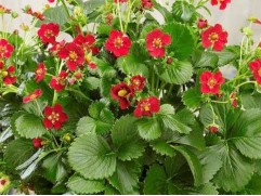 Земляника ампельная "Ruby Ann" (Контейнер 0,5л)