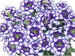 Вербена ампельная "Epic Blue" (Декоративное кашпо 5,0л)