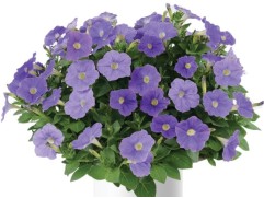 Петуния ампельная "Lancelot White-Blue" (Декоративное кашпо 5,0л)