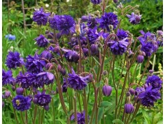 Аквилегия обыкновенная "Blue Barlow" (Контейнер 2,0л)