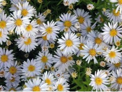 Астра кустарниковая "Apollo" (Контейнер 2,0л)