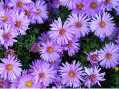 Астра кустарниковая "Herbstgruss vom Bresserhof" (Контейнер 2.0л)