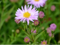 Астра новобельгийская "Fellowship" (Контейнер 2,0л)