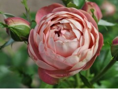 Роза штамбовая "Acropolis"  (Контейнер 10,0л)