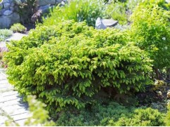 Ель обыкновенная "Nidiformis" (Контейнер 0,5л)