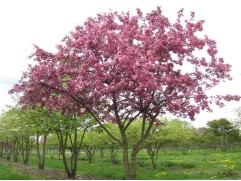 Яблоня декоративная "Рудольф" (Контейнер 5,0л)