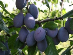 Слива "Стенлей" (Контейнер 11,0л.)