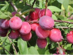 Слива "Оцарк Премьер" (Контейнер 7,0л.)