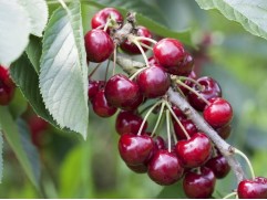 Вишня обыкновенная "Владимирская" (Контейнер 5,0л)