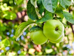 Яблоня "Богатырь" (Контейнер 5,0л)