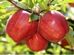 Яблоня "Гала" (54-118) (Контейнер 5,0л)