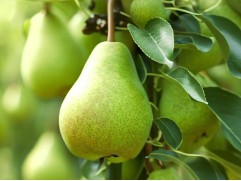 Груша "Августовская роса" (Контейнер 5,0л)