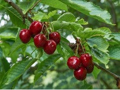 Вишня Дюк "Ивановна" (Контейнер 5,0л.)