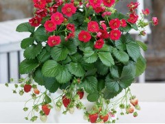 Земляника ампельная "Summer Breeze Rose" (Контейнер 1,0л)