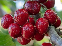 Черешня "Карина" (Контейнер 5,0л)