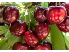 Вишня обыкновенная "Ливенская" (Контейнер 7,0л)