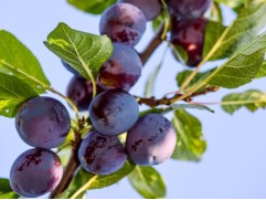 Слива "Богатырская" (Контейнер 7,0л)