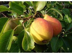 Груша "Кафедральная" (Контейнер 5,0л.)