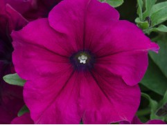 Петуния ампельная "Lancelot Purple" (Контейнер 1,0л)