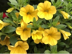 Петуния ампельная "Lancelot Yellow" (Контейнер 1,0л)