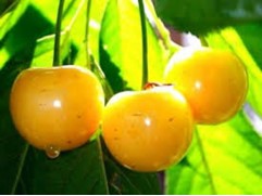 Черешня "Дрогана" (Контейнер 7,0л)