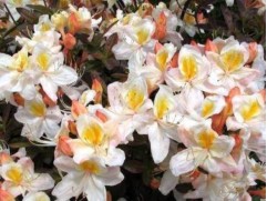 Рододендрон листопадный "Silver Slipper" (Контейнер 5,0л)