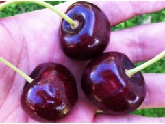 Черешня "Sweetheart" (Контейнер 11,0л.)