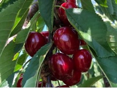 Черешня "Тамара" (Контейнер 5,0л.)