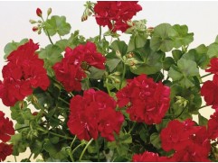 Пеларгония плющелистная "Sunflair Paula Red" (Контейнер 1,5л.) Пеларгония плющелистная "Sunflair Paula Red" (Контейнер 1,5л.)